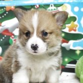 ウェルシュ・コーギー・ペンブローク