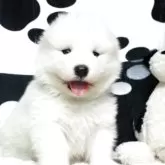 サモエド【栃木県・男の子・2025年4月5日・ホワイト】の写真1