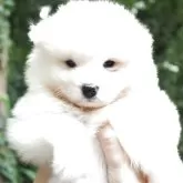サモエド