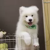 サモエド