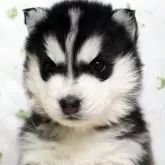 シベリアンハスキー【栃木県・男の子・2024年12月8日・ブラック&ホワイト】の写真1
