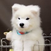 サモエド