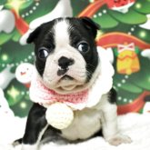 ボストンテリア