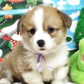 ウェルシュ・コーギー・ペンブローク