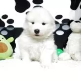 サモエド【栃木県・男の子・2025年4月5日・ホワイト】の写真2