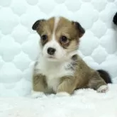 ウェルシュ・コーギー・ペンブローク【栃木県・女の子・2025年8月11日・レッド&ホワイト】の写真4