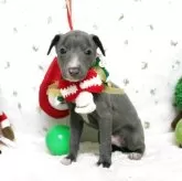 イタリアングレーハウンド【栃木県・男の子・2025年9月20日・ブルー&ホワイト】の写真2