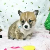 ウェルシュ・コーギー・ペンブローク【栃木県・男の子・2025年11月2日・レッド&ホワイト】の写真2