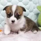 ウェルシュ・コーギー・ペンブローク【栃木県・女の子・2025年8月2日・レッド&ホワイト】の写真2