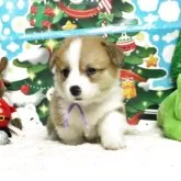 ウェルシュ・コーギー・ペンブローク【栃木県・男の子・2025年9月20日・レッド&ホワイト】の写真4