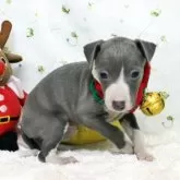 イタリアングレーハウンド【栃木県・女の子・2025年9月20日・ブルー&ホワイト】の写真4