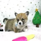 ウェルシュ・コーギー・ペンブローク【栃木県・男の子・2025年11月2日・レッド&ホワイト】の写真4