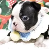 ボストンテリア【栃木県・女の子・2025年9月26日・ボストンカラー】の写真4