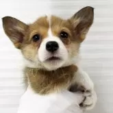 ウェルシュ・コーギー・ペンブローク【栃木県・女の子・2025年8月11日・レッド&ホワイト】の写真2