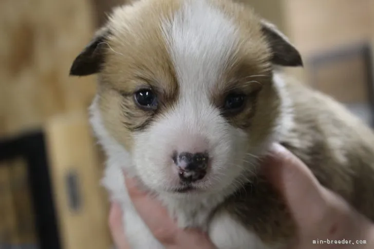 ID：1804-00188の子犬