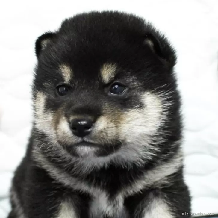ID：2403-02854の子犬