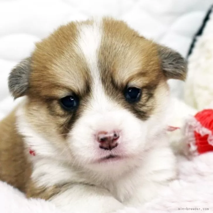 ID:2403-01010の子犬