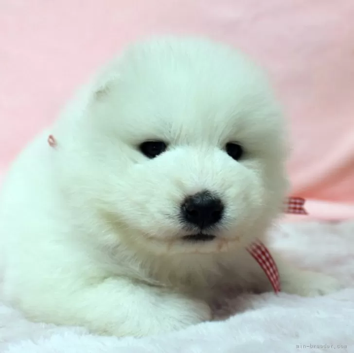 ID：2406-04841の子犬