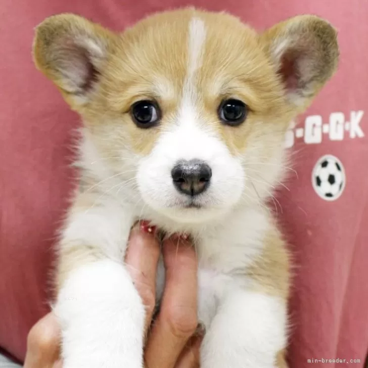 ID:2403-00998の子犬