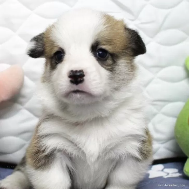 ID：2403-06046の子犬