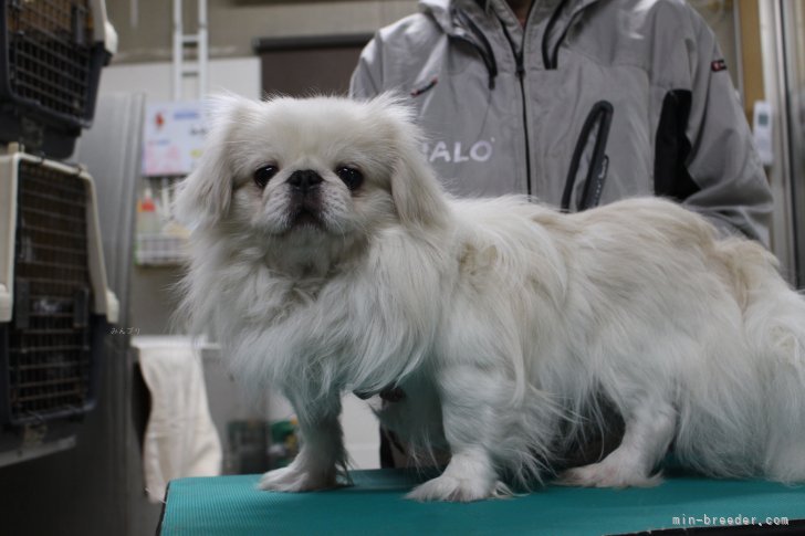 ペキニーズ【・男の子・2022年8月6日・クリーム&amp;ホワイト】