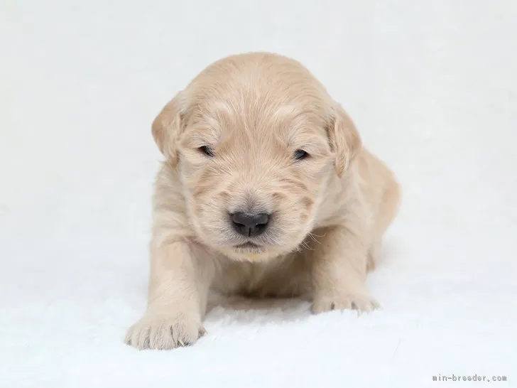 ID：1712-00122の子犬