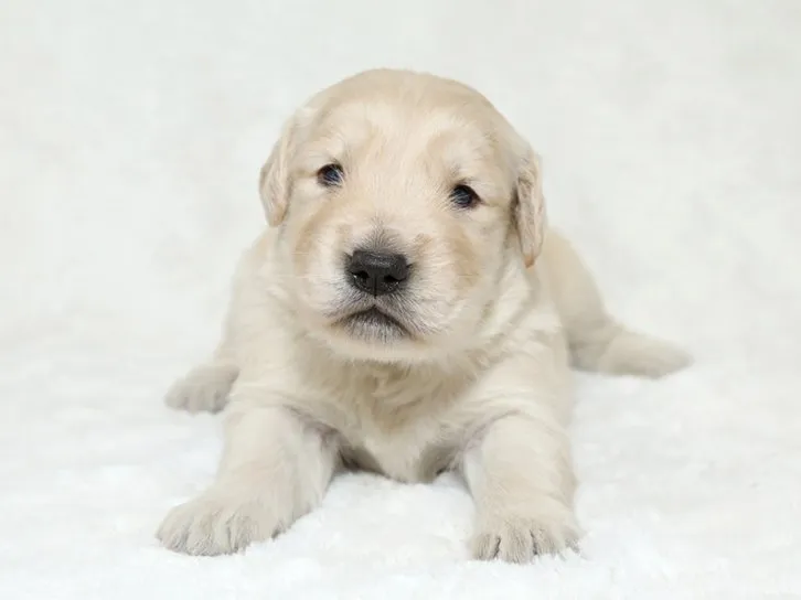 ID：1610-01902の子犬