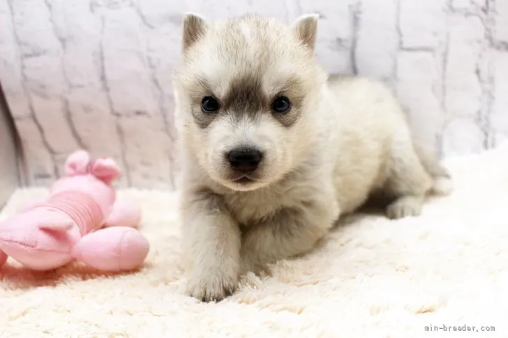 ID:2112-01196の子犬