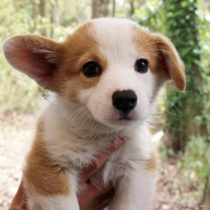 ID：2403-01002の子犬