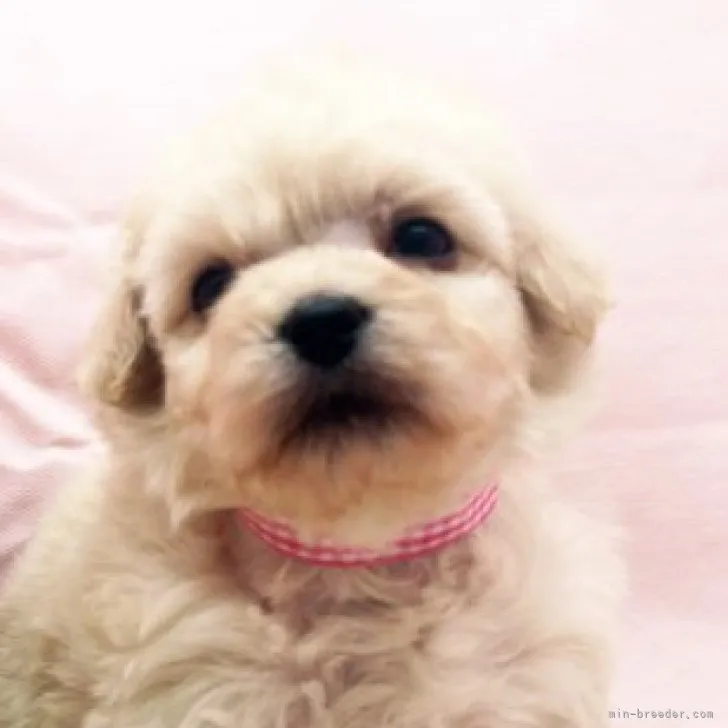 ID：2304-00056の子犬