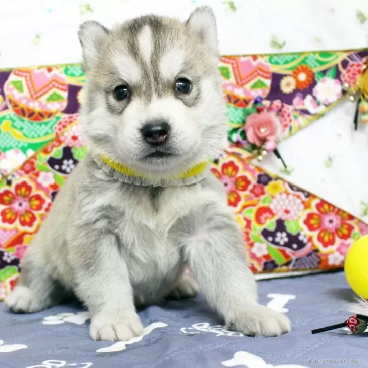 ID:2401-00070の子犬