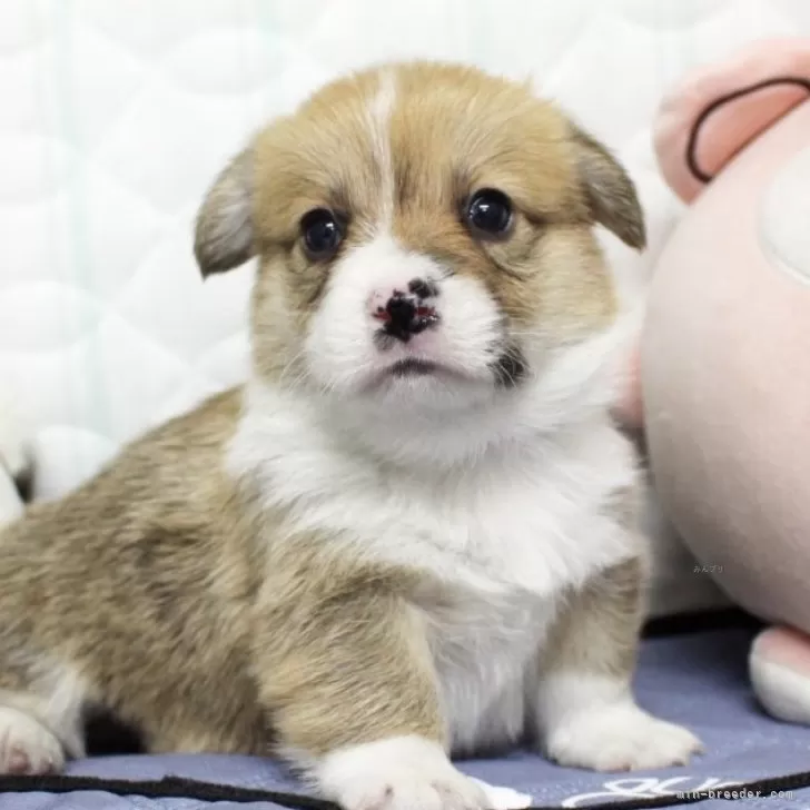 ID:2406-06108の子犬