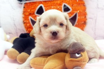 父ペキニーズ 母トイプードル【栃木県・男の子・2021年8月1日・クリーム】の写真「ミックス犬の一人っ子です」