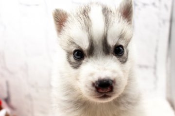 シベリアンハスキー【栃木県・男の子・2021年10月23日・シルバー&ホワイト】の写真「ナチュラルアイの男の子」