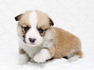 ウェルシュ・コーギー・ペンブローク【栃木県・女の子・2016年3月31日・レッド】の写真「優良血統の３姉妹です。」