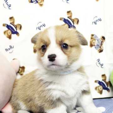 ウェルシュ・コーギー・ペンブローク【栃木県・女の子・2023年12月3日・緑】の写真「父遺伝子クリア！尻尾付きです」