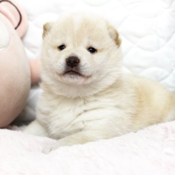 柴犬(標準サイズ)【栃木県・女の子・2023年12月30日・あわ赤】の写真「父遺伝子クリア！一番大きい子です。」