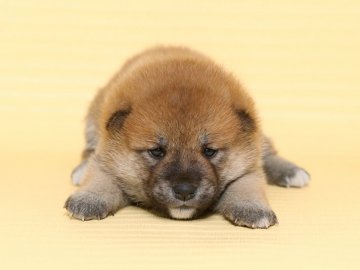柴犬(標準サイズ)【栃木県・女の子・2018年3月12日・赤】の写真「可愛い２姉妹です。」