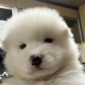 サモエド【栃木県・男の子・2023年8月20日・ホワイト】の写真「父JKCチャンピオン　ふわふわもこもこです!」
