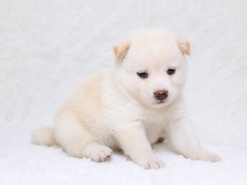 柴犬(標準サイズ)【栃木県・男の子・2017年6月4日・白】の写真「人気の白です。」