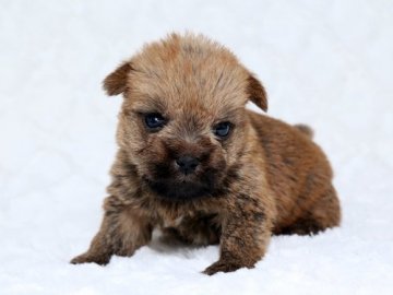 ノーフォークテリア【栃木県・女の子・2016年3月17日・レッド】の写真「」