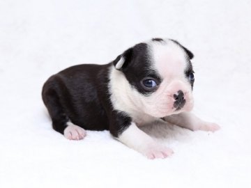 ボストンテリア【栃木県・女の子・2017年4月23日・ボストンカラー】の写真「小振りな女の子です。」