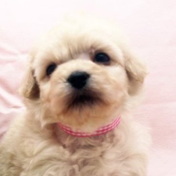 父マルチーズ 母トイプードル【栃木県・女の子・2023年2月18日・クリーム】の写真「もこもこの可愛い子です❤️❤️」