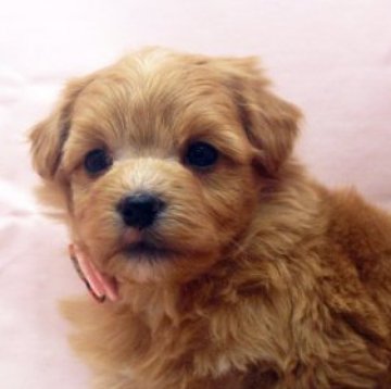 父マルチーズ 母トイプードル【栃木県・女の子・2023年2月18日・レッド】の写真「小さくも大きくもありません！毛量たっぷりです。」