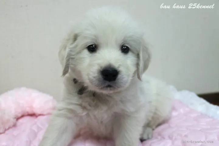 ID：2111-03466の子犬