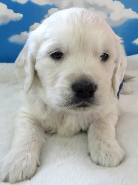 ID：1502-00906の子犬