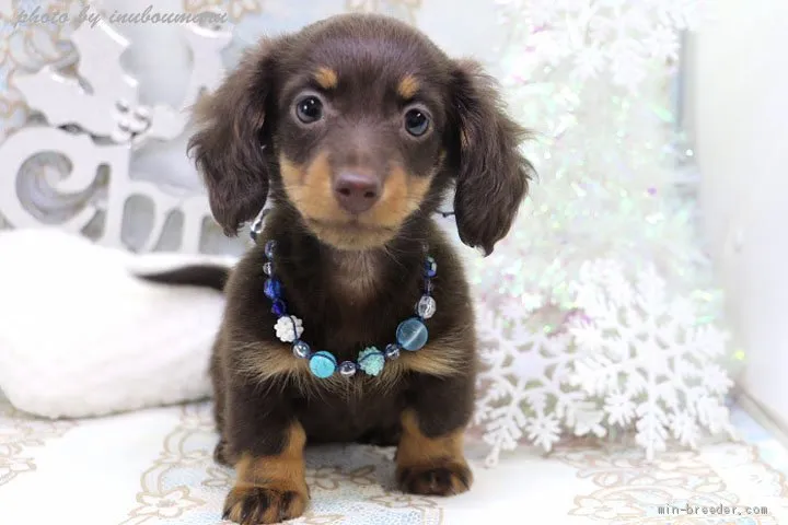 M 様のお迎えした子犬