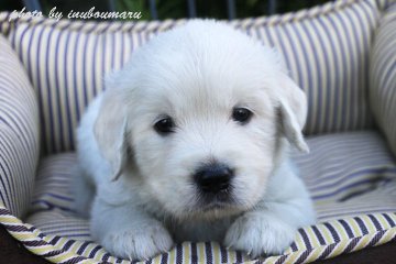 ゴールデンレトリバー【鹿児島県・男の子・2018年9月4日・クリーム(オフホワイト)】の写真「☆外産直子（ヨーロッパ）の優良血統です。」