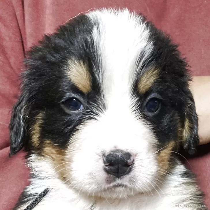 バーニーズ・マウンテン・ドッグ【栃木県・男の子・2025年10月30日・ブラックラスト&amp;ホワイト】の写真1