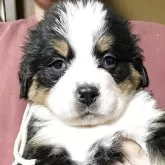 バーニーズ・マウンテン・ドッグ